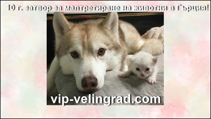  Нов закон в Гърция: 10 години затвор за малтретиране и убийство на животни!