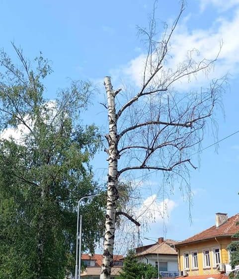  Велинград: Предстои премахването на опасни дървета по бул. „Съединение”